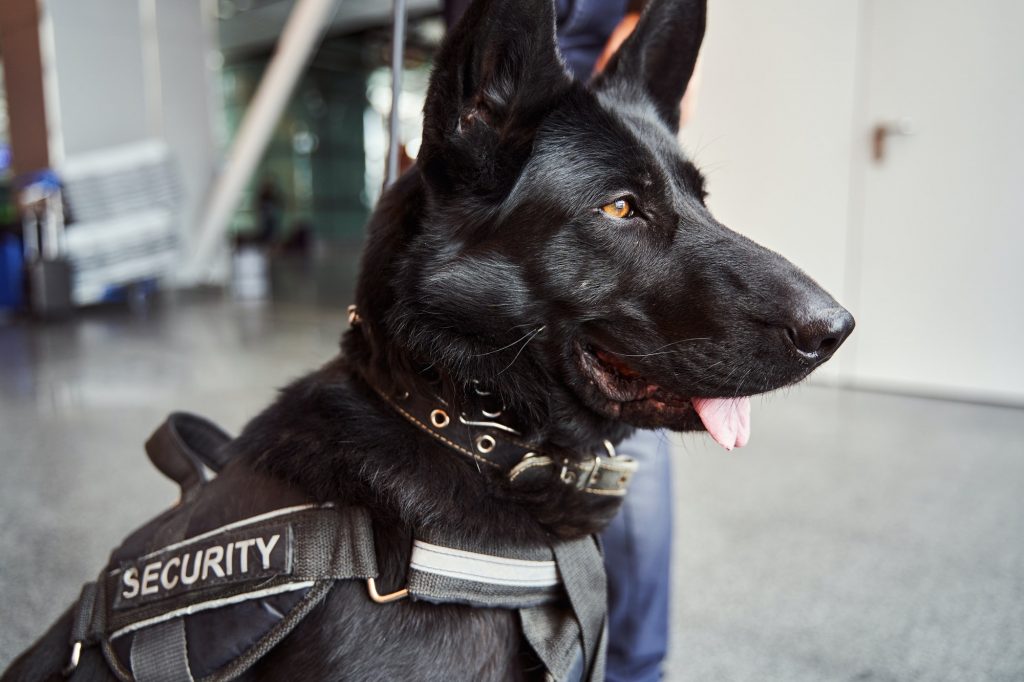 Beautiful black security dog on duty at airport